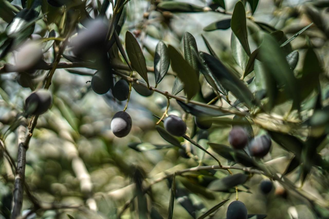 Agriturismo La Rocca 산토바르톨로메오알마레 외부 사진