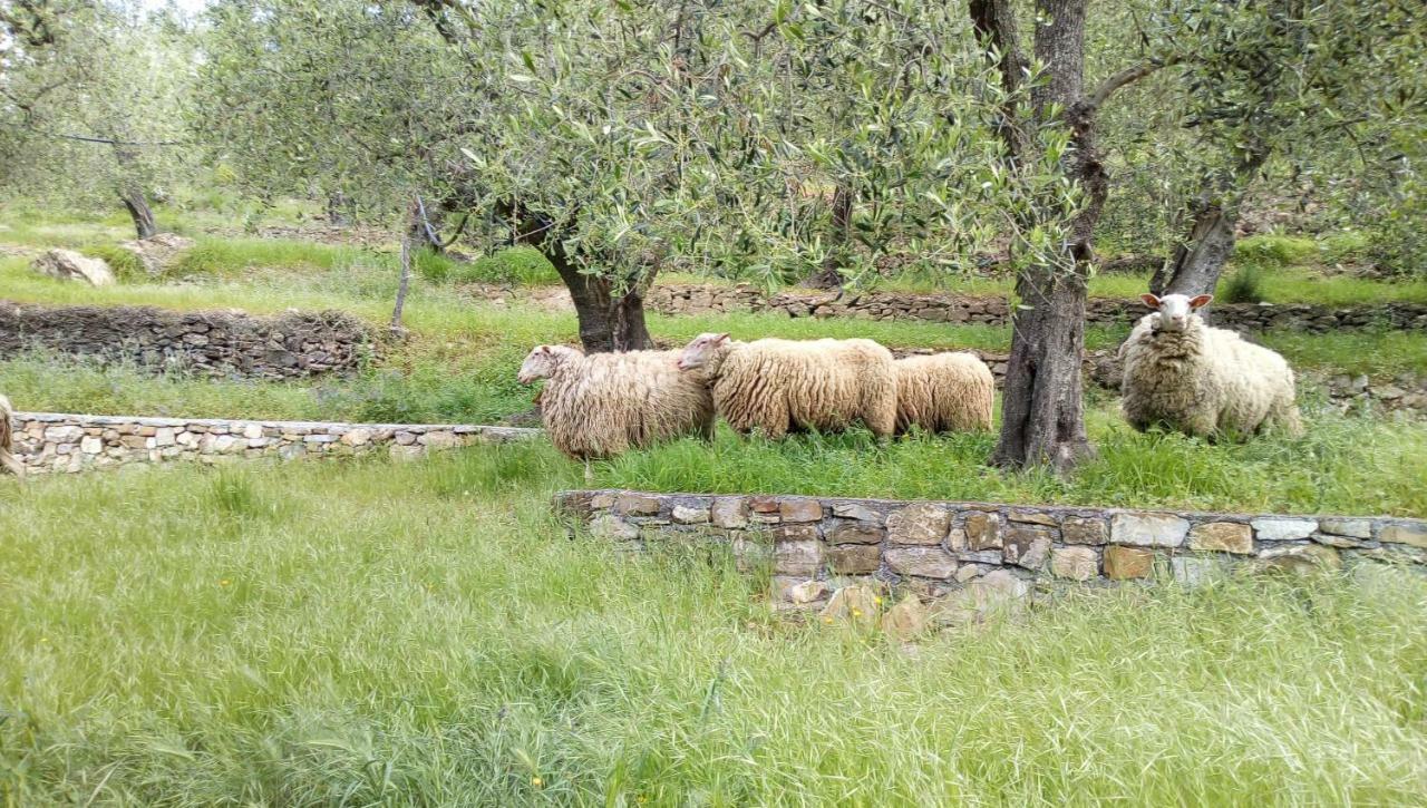Agriturismo La Rocca 산토바르톨로메오알마레 외부 사진